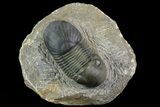 Paralejurus Trilobite Fossil - Excellent Preparation #69735-1